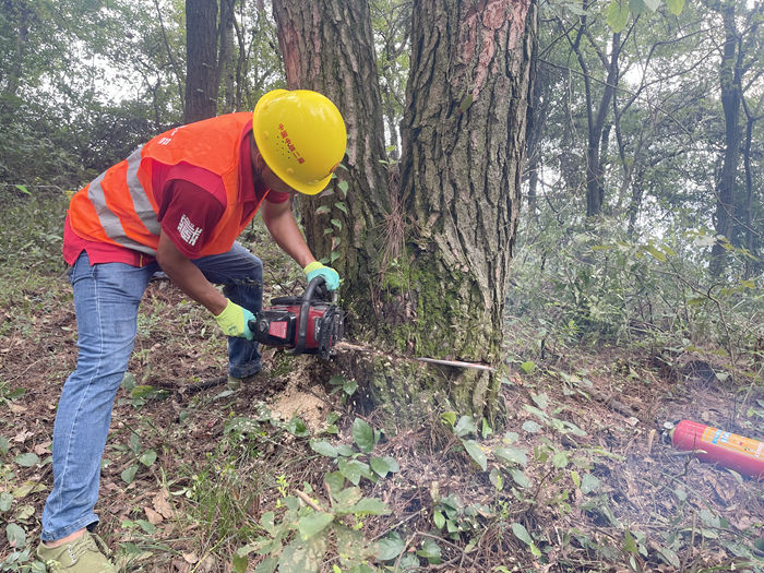 图3： 砍伐作业中_副本.jpg