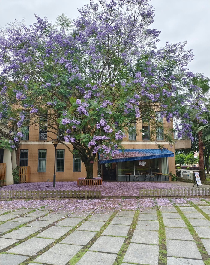 1685089874594268.jpg 蓝花楹照片_副本.jpg